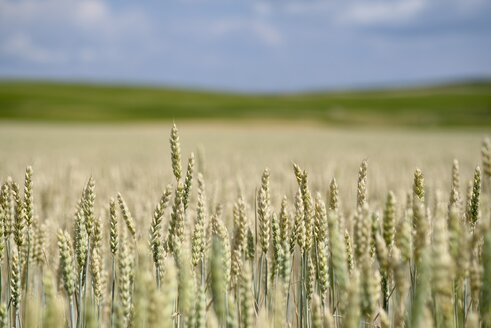 Landschaft mit Weizenfeld, Triticum aestivum, im Vordergrund - ELF001183