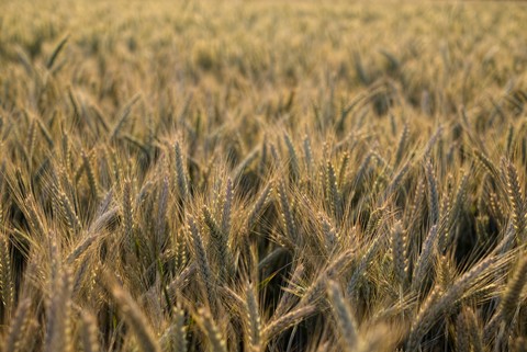 Gerstenfeld, Hordeum vulgare, im Abendlicht, lizenzfreies Stockfoto