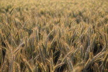 Gerstenfeld, Hordeum vulgare, im Abendlicht - ELF001184