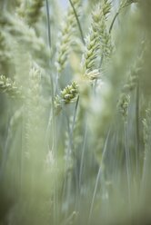 Spikes of wheat, Triticum aestivum - ELF001188