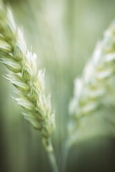 Spikes of wheat, Triticum aestivum, close-up - ELF001189