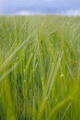 Rye field, Secale cereale - ELF001190