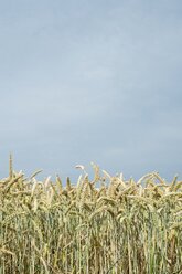Wheat field, Triticum aestivum, in front of sky - ELF001191