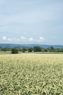 Deutschland, Baden-Württemberg, Landkreis Konstanz, Landschaft mit Weizenfeld, Triticum aestivum, im Vordergrund - ELF001192