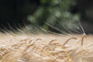 Gerstenfeld, Hordeum vulgare, Teilansicht - ELF001194