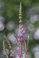 Blossoming purple-loosestrife, Lythrum salicaria - ELF001195