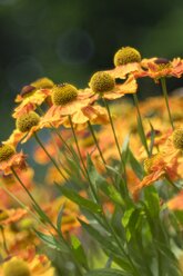 Blossoms of sneezeweed, Helenium - ELF001199