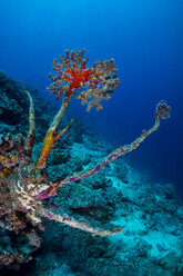 Ozeanien, Palau, Überbleibsel einer abgestorbenen Koralle mit neuem Leben darauf - JWAF000167