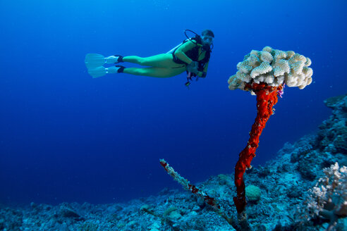 Ozeanien, Palau, Taucherin betrachtet Überbleibsel einer abgestorbenen Koralle mit neuem Leben auf der Spitze - JWAF000168
