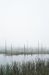 Deutschland, Baden Württemberg, Schwarzwald-Baar-Kreis, Naturschutzgebiet Schwenninger Moos, Nebel - ELF001201