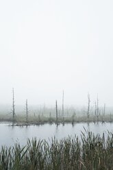 Germany, Baden Wuerttemberg, Schwarzwald-Baar-District, Schwenninger Moos Nature Reserve, Fog - ELF001201