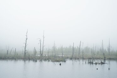 Germany, Baden Wuerttemberg, Schwarzwald-Baar-District, Schwenninger Moos Nature Reserve, Fog - ELF001202