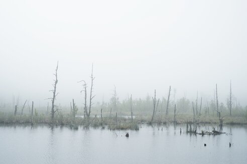 Deutschland, Baden Württemberg, Schwarzwald-Baar-Kreis, Naturschutzgebiet Schwenninger Moos, Nebel - ELF001202