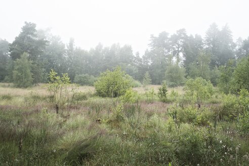 Deutschland, Baden Württemberg, Schwarzwald-Baar-Kreis, Naturschutzgebiet Schwenninger Moos, Nebel - ELF001203