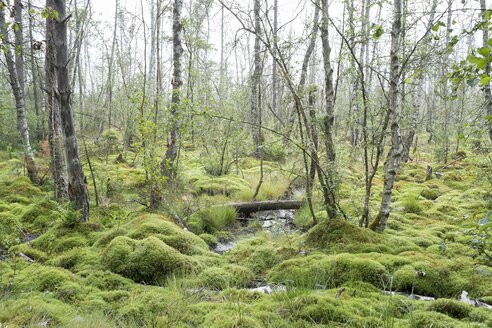 Deutschland, Baden Württemberg, Schwarzwald-Baar-Kreis, Naturschutzgebiet Schwenninger Moos - ELF001204