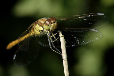 England, Gemeine Heidelibelle, Sympetrum striolatum - MJOF000575