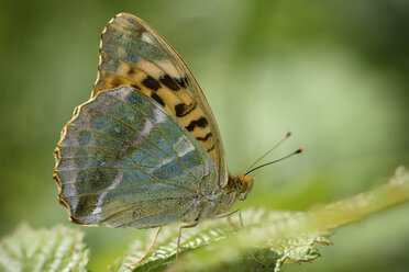 England, Silberfleck-Perlmutterfalter, Argynnis paphia - MJOF000576