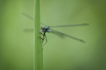 England, Smaragdlibelle, Lestes sponsa, Nahaufnahme - MJOF000577