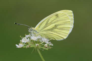 England, Grüngeäderter Weißer, Pieris napi - MJOF000578