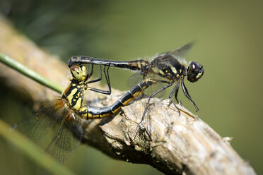 England, Schwarze Heidelibelle, Sympetrum danae, Paarung - MJOF000580