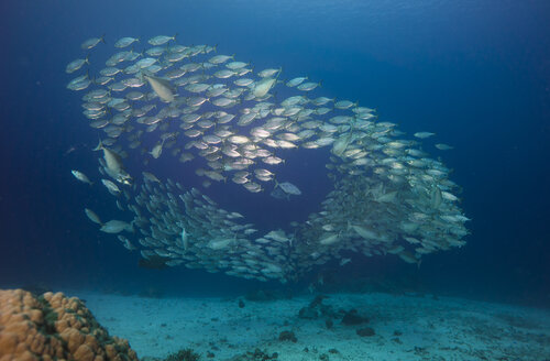 Ozeanien, Palau, Oxeye Scads, Selar boops, Fischschwarm - JWAF000169