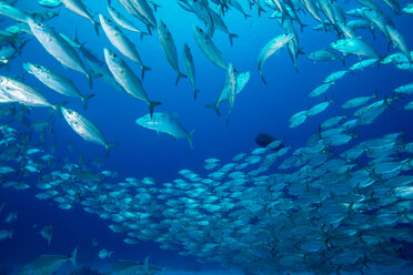 Oceania, Palau, Oxeye Scads, Selar boops, Shoal of fish - JWAF000170