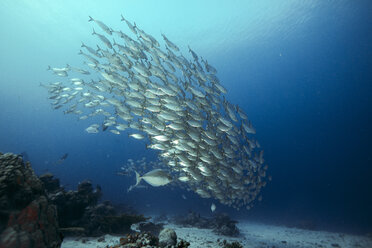 Oceania, Palau, Oxeye Scads, Selar boops, Shoal of fish - JWAF000172