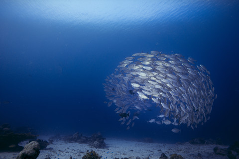 Oceania, Palau, Oxeye Scads, Selar boops, Shoal of fish stock photo