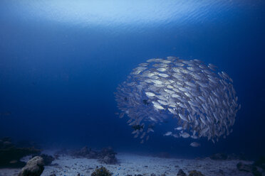 Oceania, Palau, Oxeye Scads, Selar boops, Shoal of fish - JWAF000173