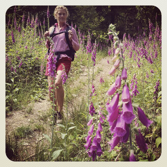 Belgien, Provinz Luxemburg, Die Ardennen, Frau wandert durch Ardennenwald und Lichtung mit lila Fingerhut - GWF003024