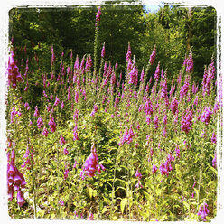Belgium, Province Luxembourg, The Ardennes, purple foxglove - GWF003025