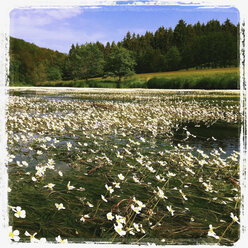 Belgium, Province Luxembourg, Ardenne, Semois River, blooming algae - GWF003046
