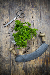 Parsley, mezzaluna and scissors - LVF001665