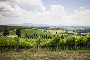 Italien, Toskana, Chianti, toskanische Landschaft mit Weinstöcken - SBDF001035