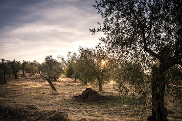 Italy, Tuscany, landscape at sunset with olive trees - SBDF001074