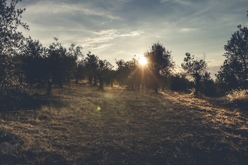 Italien, Toskana, Landschaft bei Sonnenuntergang mit Olivenbäumen - SBDF001075