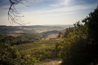 Italien, Toskana, San Casciano in Val di Pesa, Hügellandschaft mit Olivenbäumen - SBDF001133