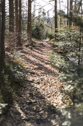 Deutschland, Bayern, Waldweg im Sonnenlicht - STB000192