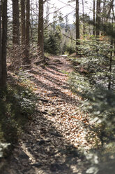 Germany, Bavaria, forest track in sunlight - STB000192