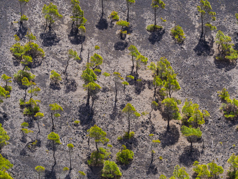 Spanien, Kanarische Inseln, La Palma, Fuencaliente, Kanarische Kiefern , Pinus canariensis, am Krater San Antonio, lizenzfreies Stockfoto