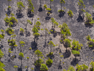 Spanien, Kanarische Inseln, La Palma, Fuencaliente, Kanarische Kiefern , Pinus canariensis, am Krater San Antonio - AMF002578