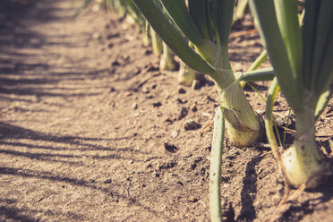 Onions growing in field - UUF001465