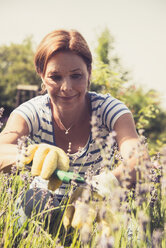 Ältere Frau schneidet Lavendel im Garten - UUF001473