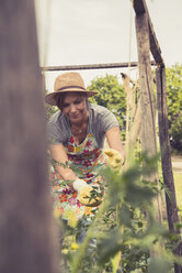 Mature woman gardening - UUF001486