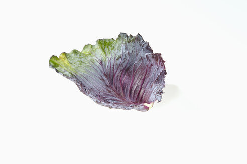 Blatt von Rotkohl, Brassica oleracea convar. capitata var. rubra L., auf weißem Hintergrund - CHF000075