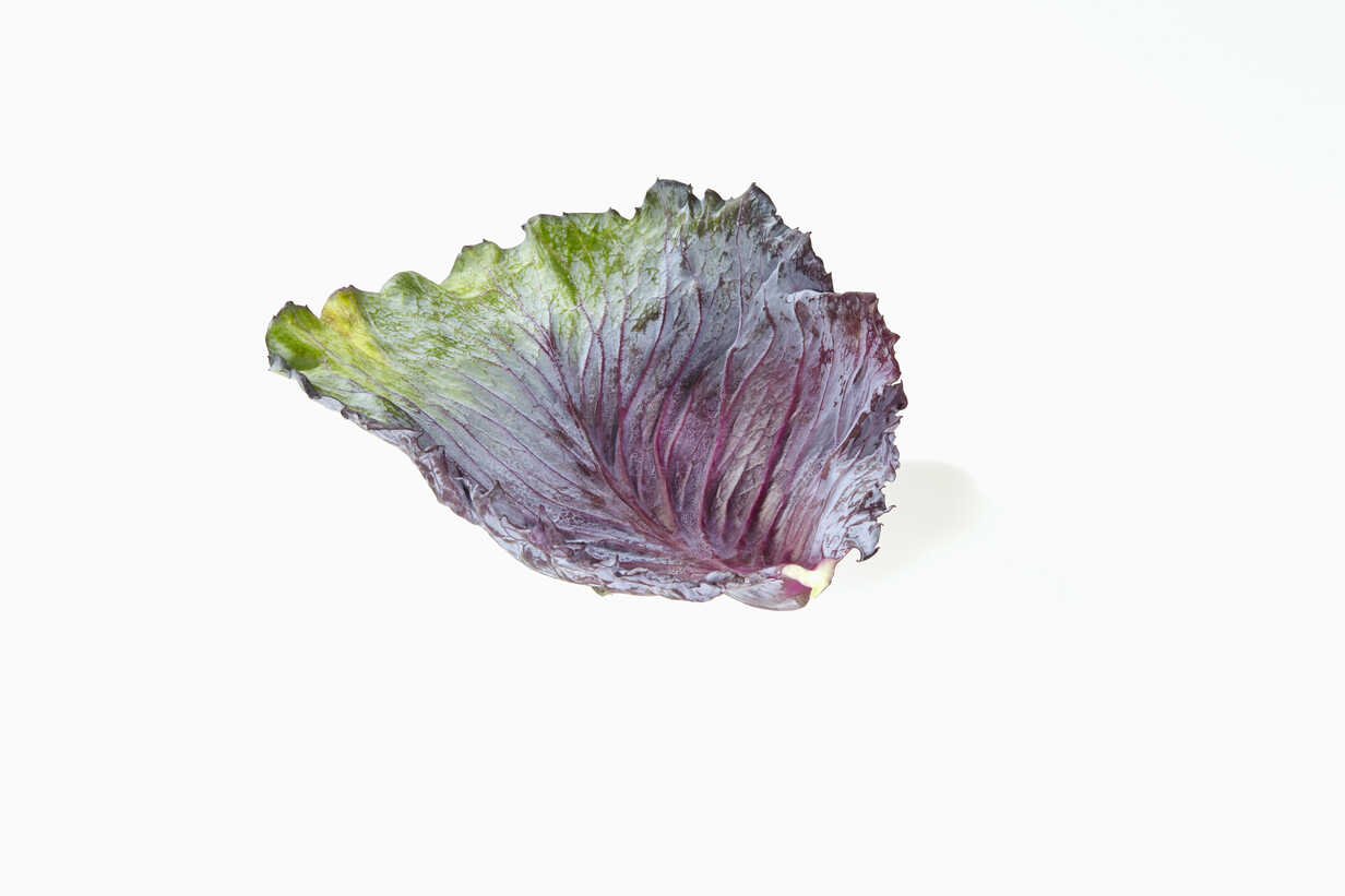 red cabbage leaf