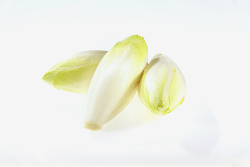 Chicory, Cichorium intybus, on white background - CHF000077