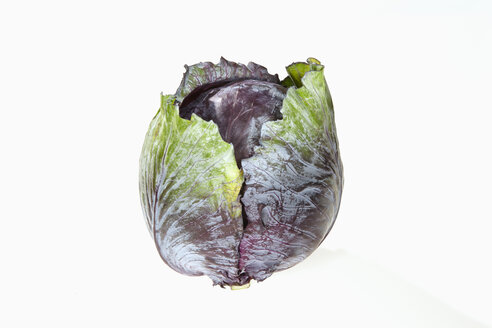 Rotkohl, Brassica oleracea convar. capitata var. rubra L., auf weißem Hintergrund - CHF000082