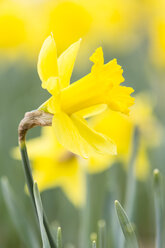 Narzissen, Narcissus pseudonarcissus - SRF000648