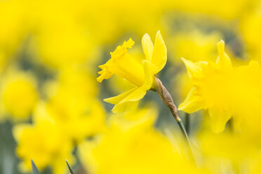 Narzissen, Narcissus pseudonarcissus - SRF000649
